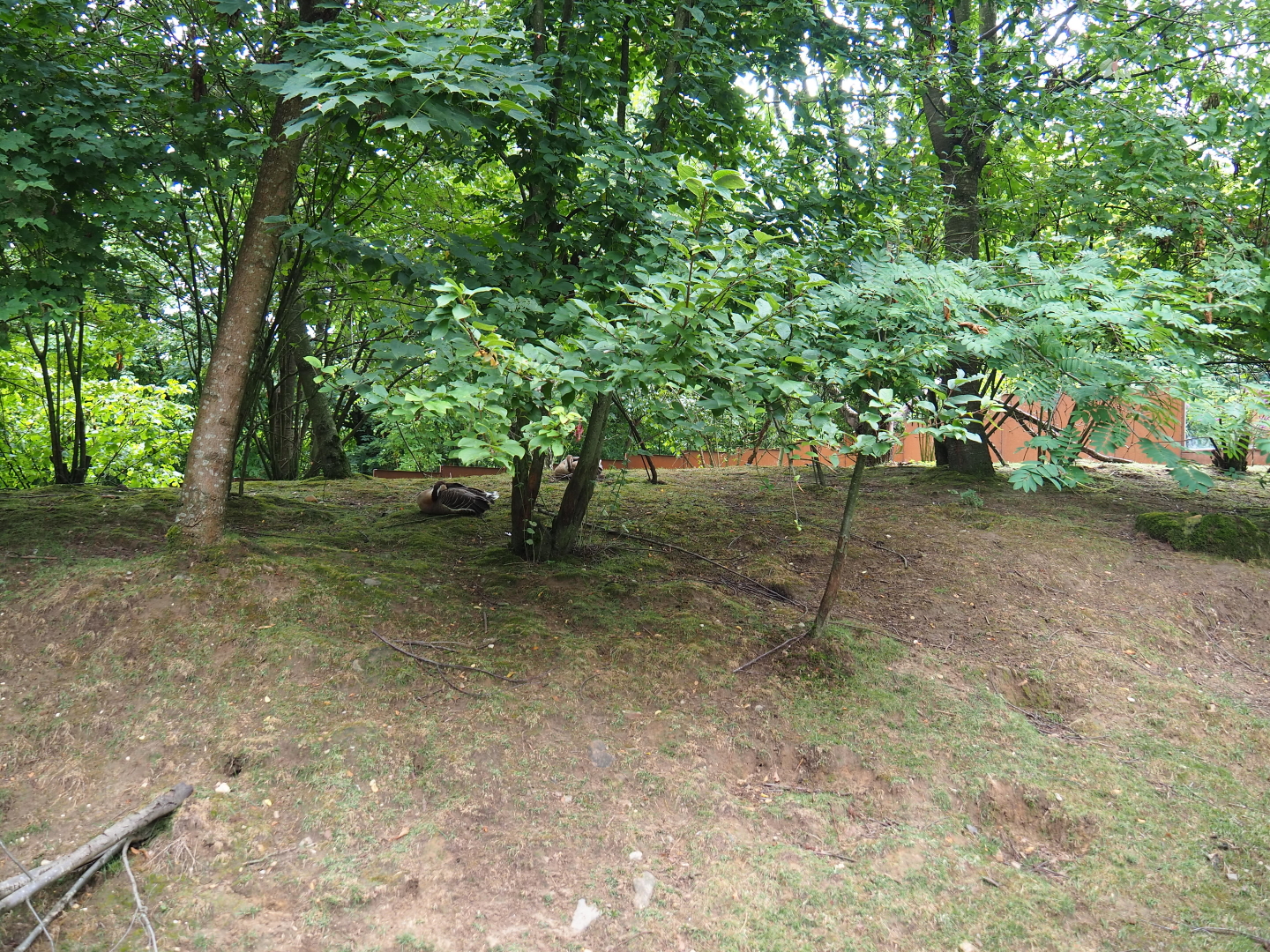 Red panda - Reeves' muntjac - Swan goose exhibit, 2019-07-21