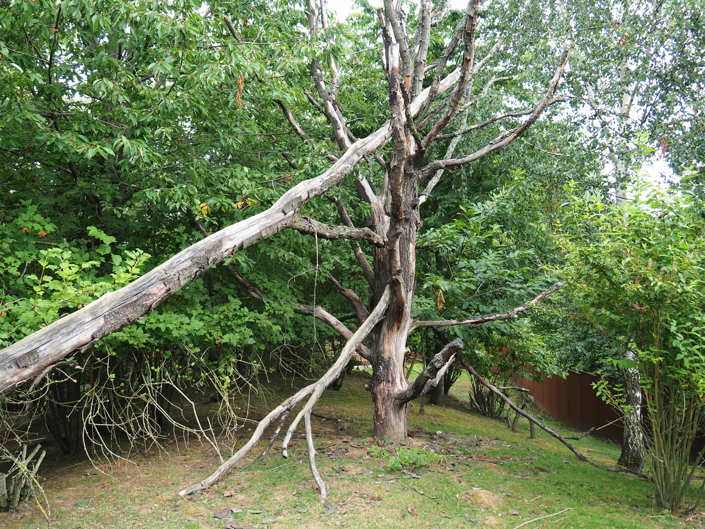 Red panda - Reeves' muntjac - Swan goose exhibit, 2019-07-21