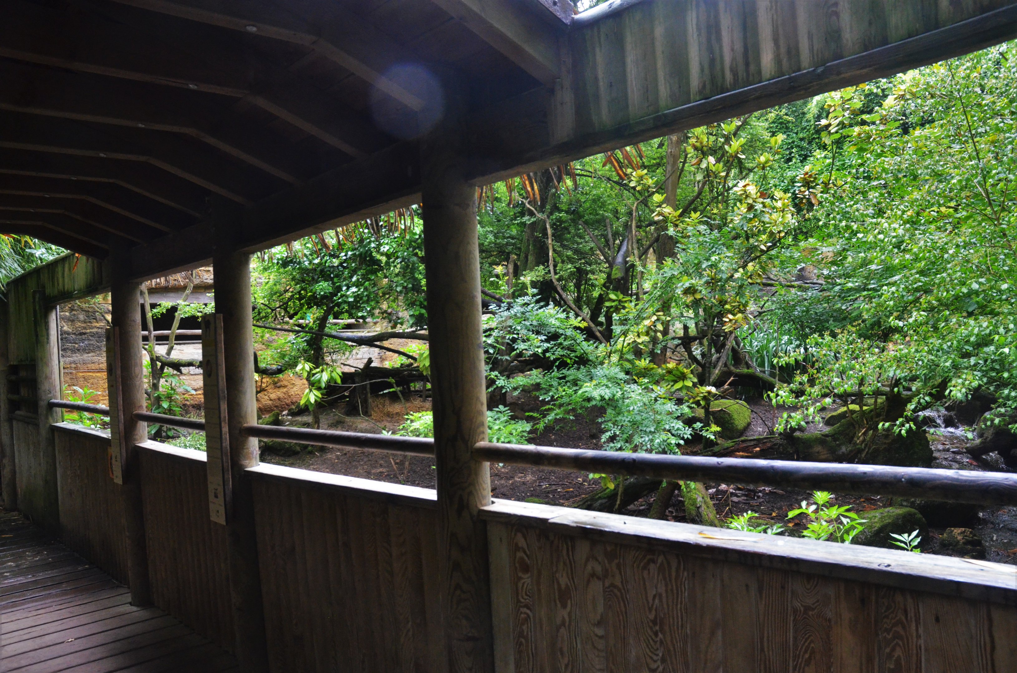Red Panda/Reeves' Muntjac Viewing at Doué-la-Fontaine, 15/06/18