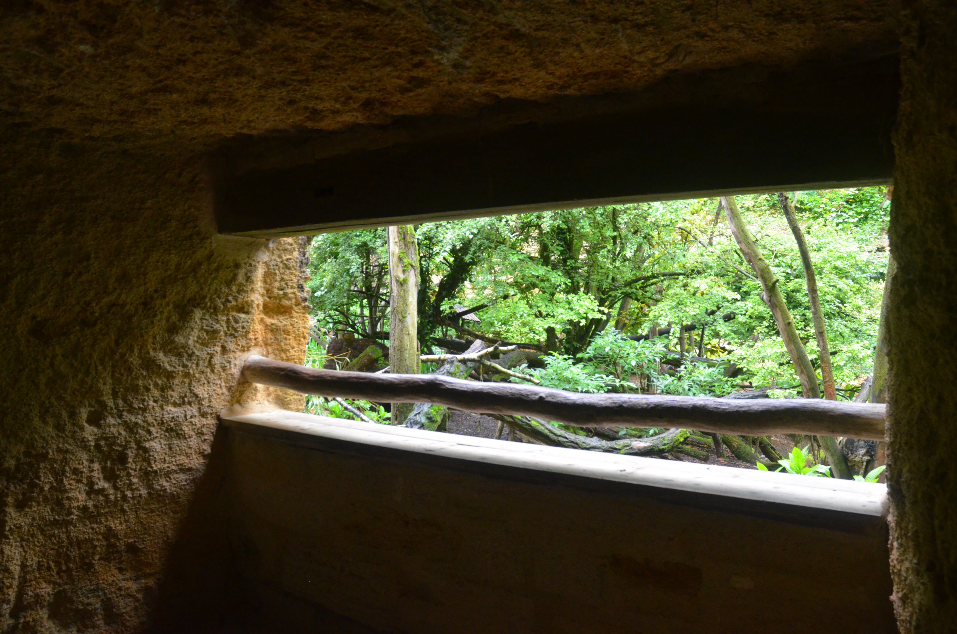 Red Panda/Reeves' Muntjac Viewing at Doué-la-Fontaine, 15/06/18