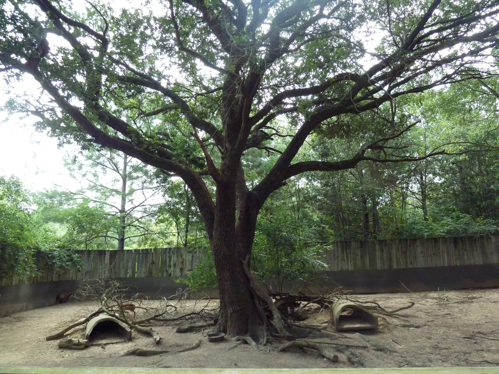 Red Panda/Reeves Muntjac/White-Naped Crane Exhibit