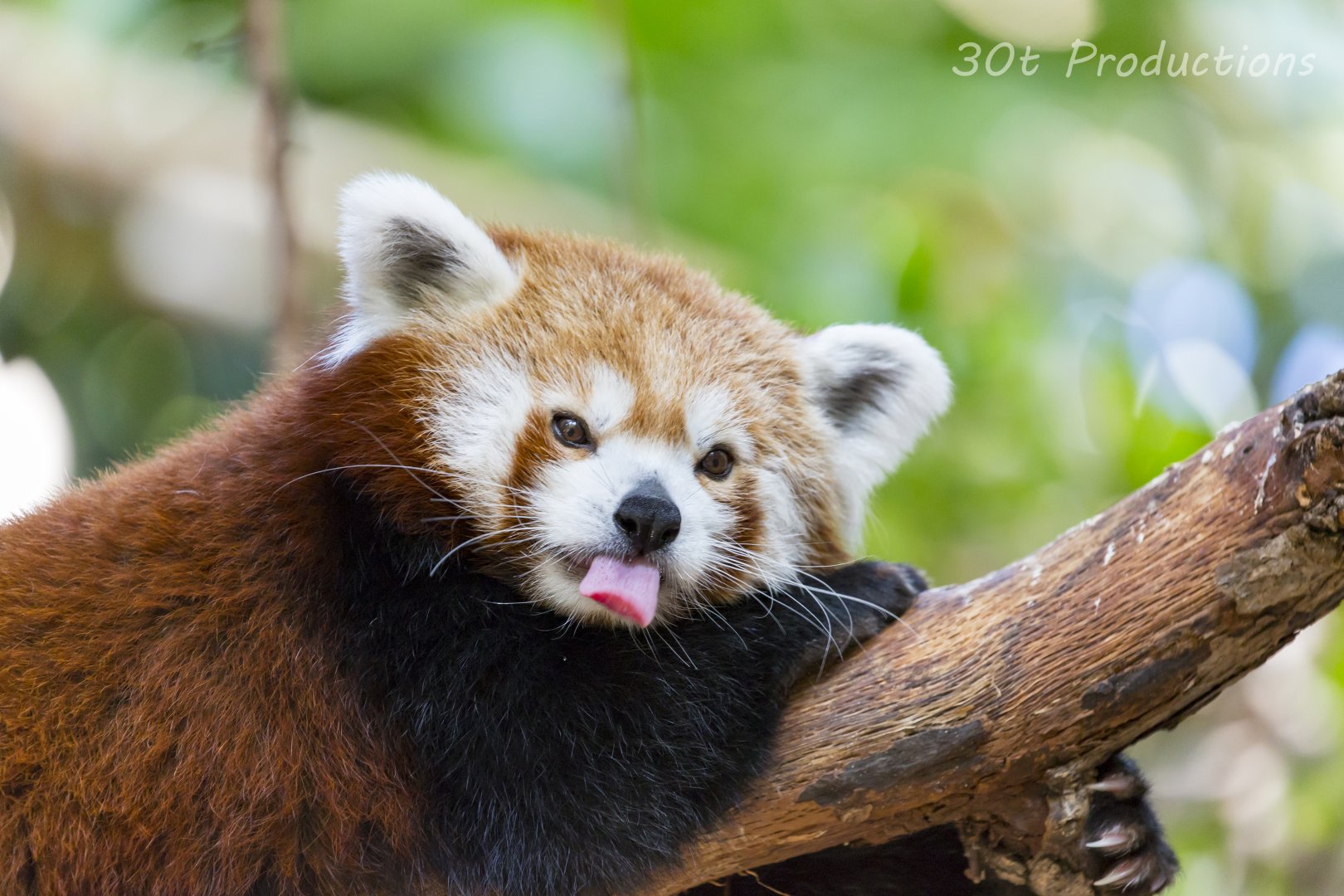 Red Panda refuses to pose