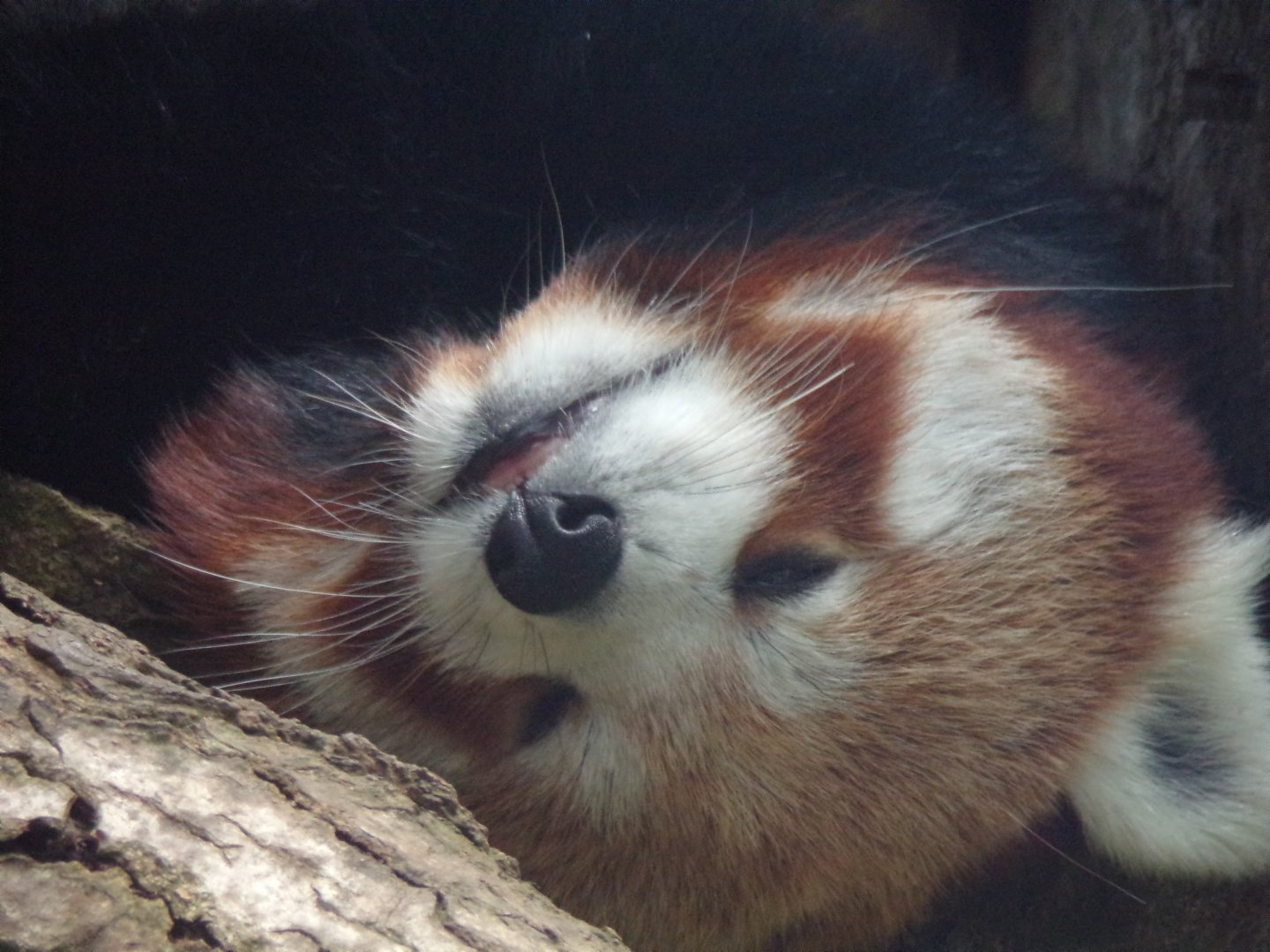 Red panda resting upside down 18.7.25