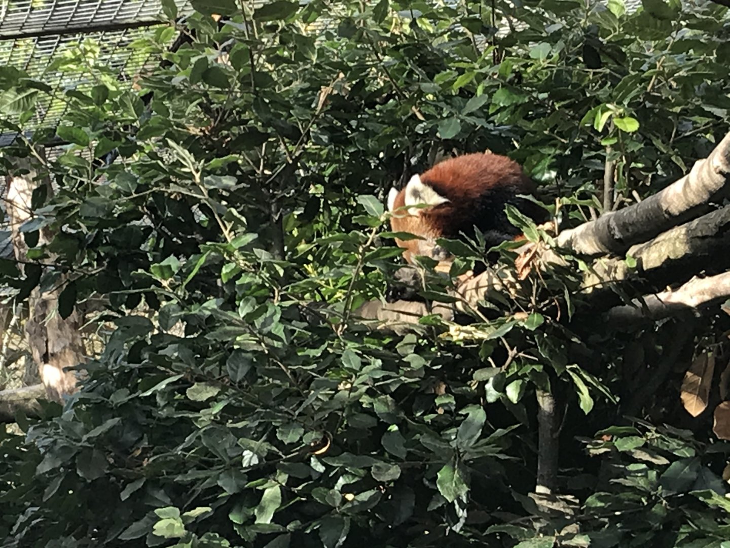 Red panda “Ruiragh”