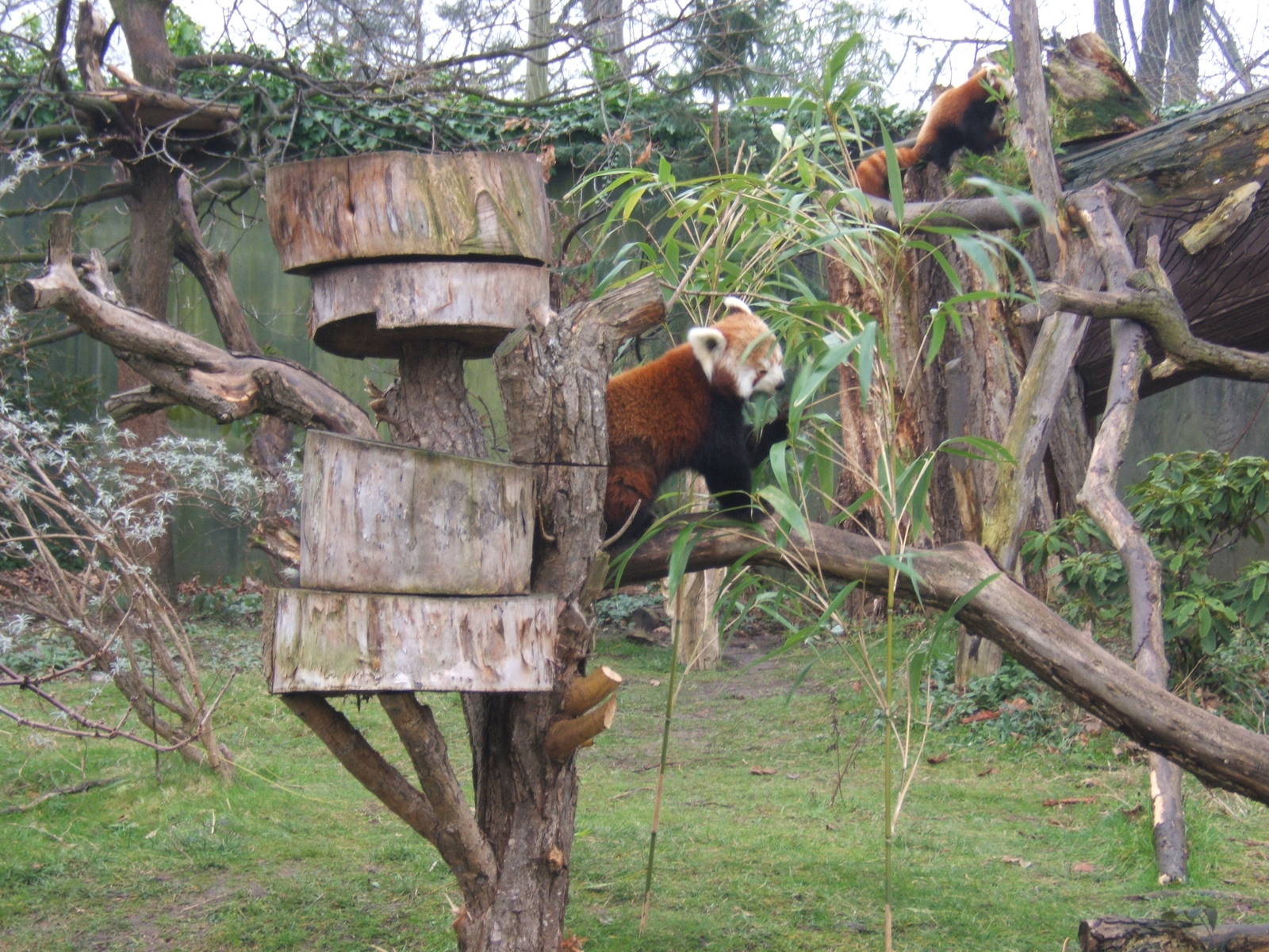 Red Panda`s active for once
