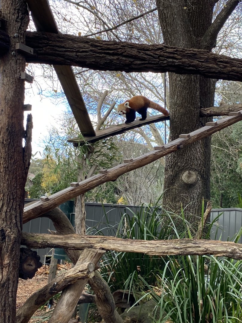 Red Panda - Scarlett