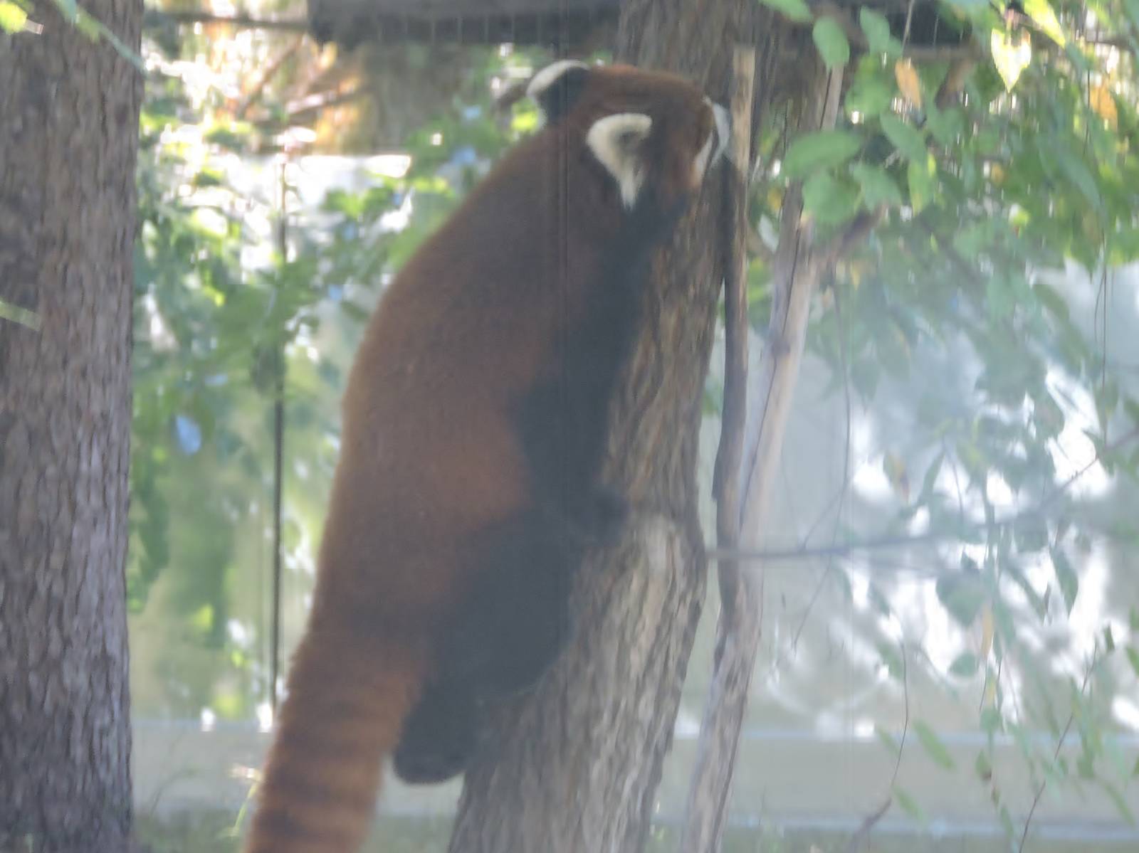 Red Panda Scent Marking