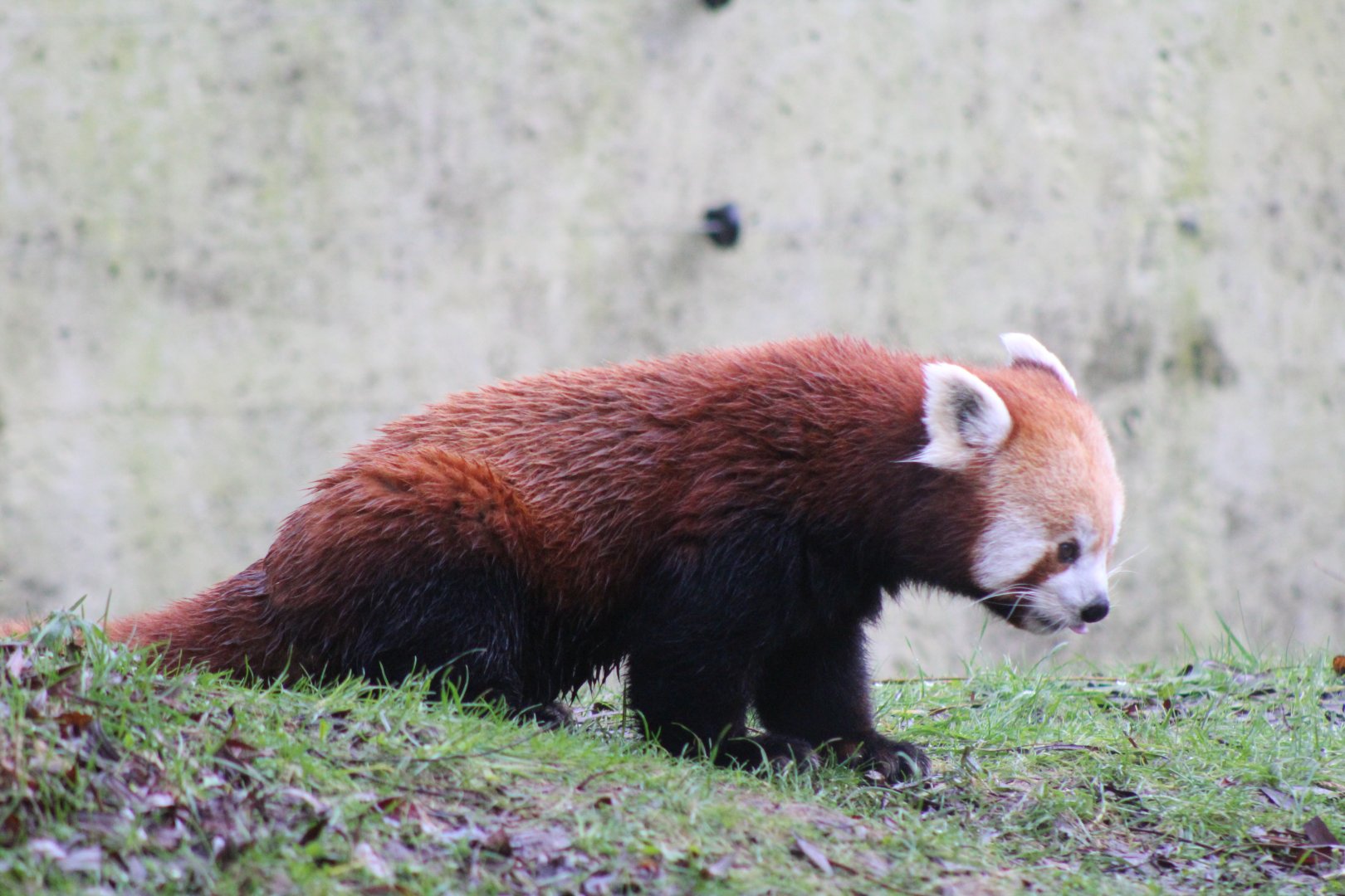 Red Panda Scent Marking