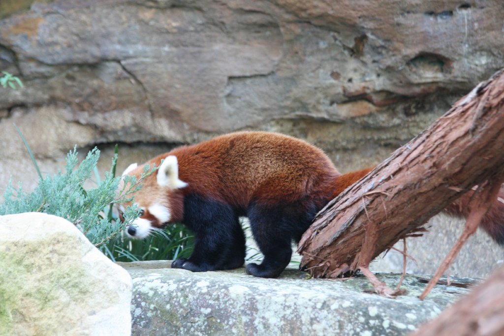 Red Panda scent-marking