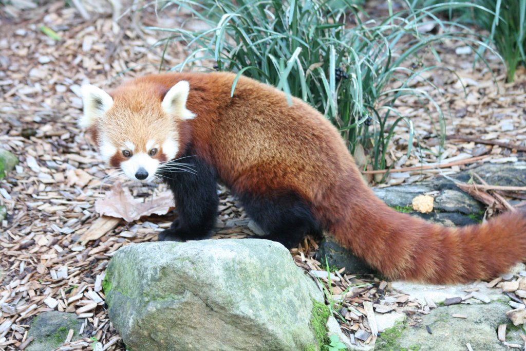 Red Panda scent-marking