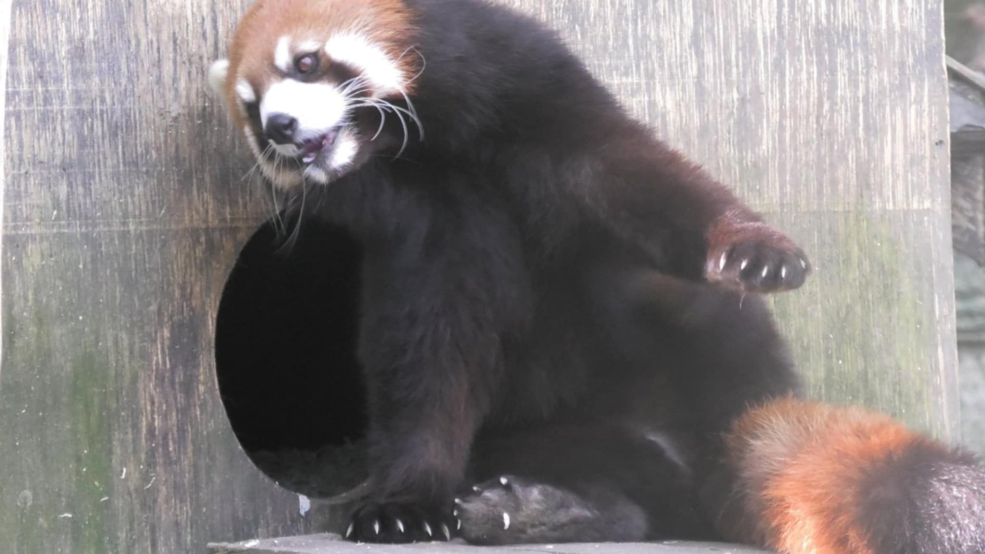 Red panda scratches it's self