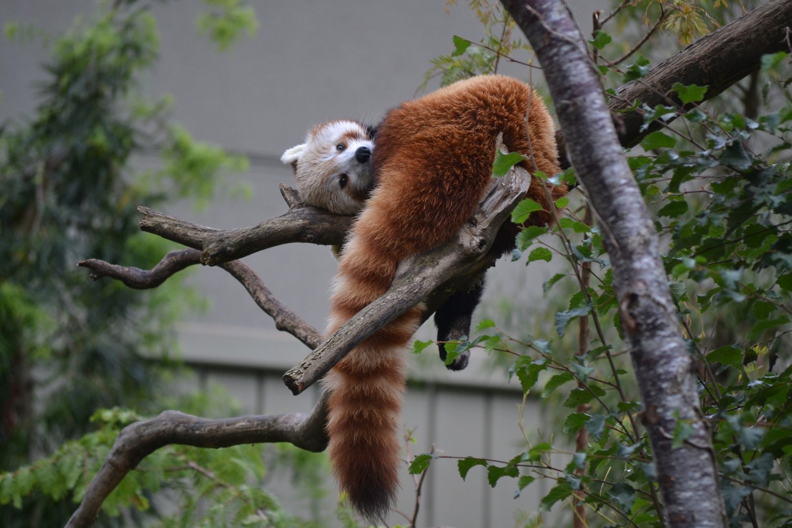 Red Panda - Sept 2022