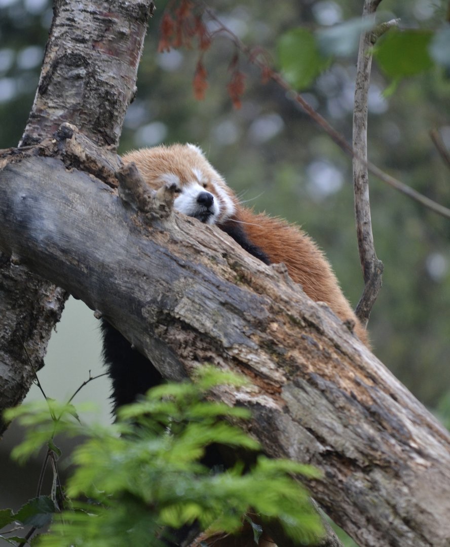 Red Panda - Sept 2022