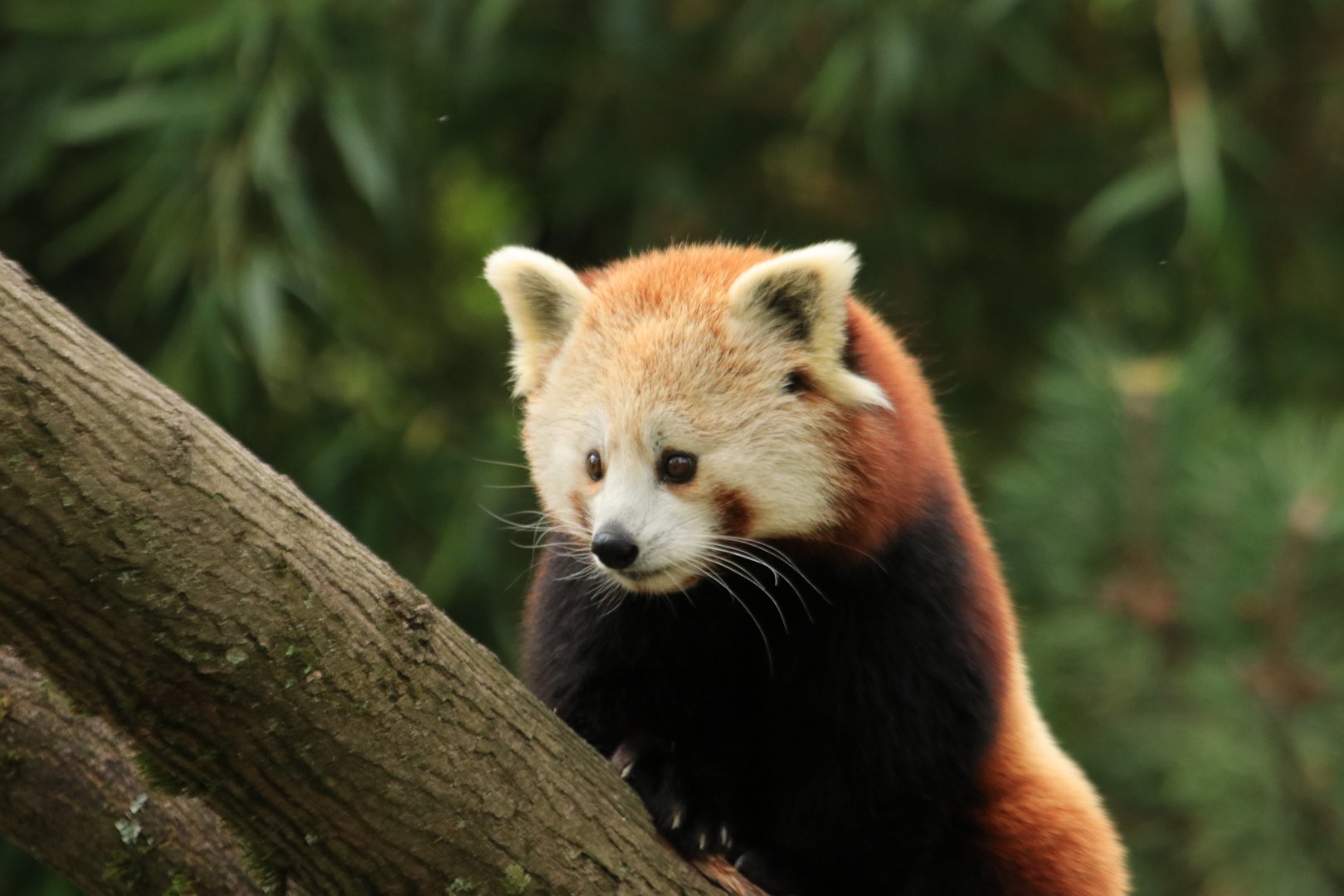 Red Panda (September 2019)