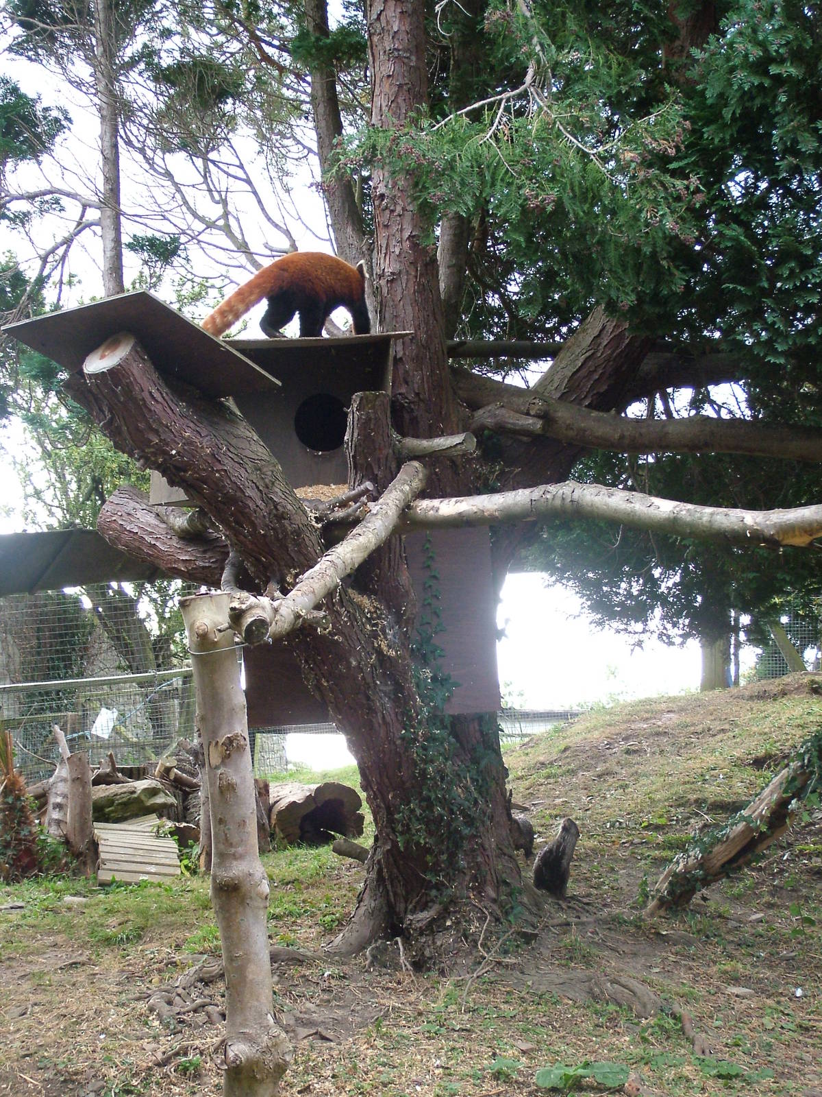 Red Panda/Short-clawed Otter Mixed exhibit at the Welsh Mountain Zoo 27/09/