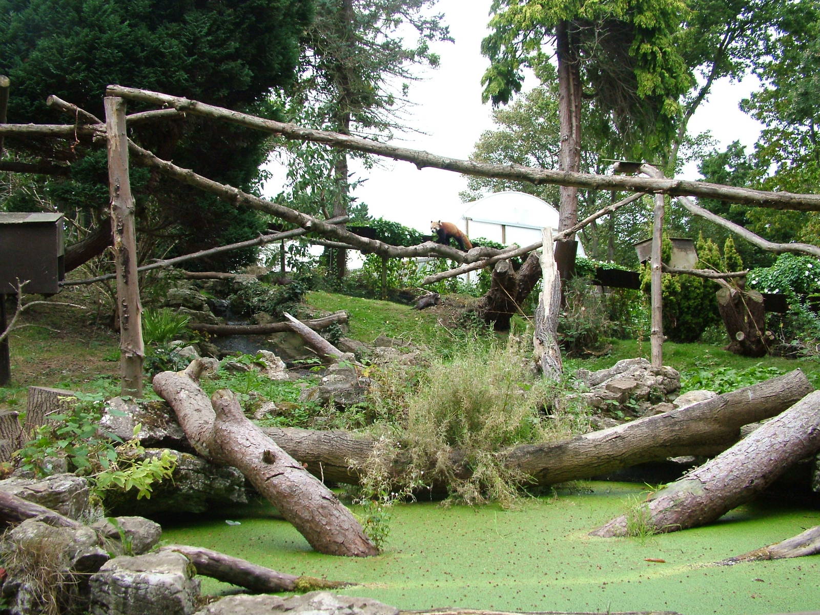 Red Panda/Short-clawed Otter Mixed exhibit at the Welsh Mountain Zoo 27/09/