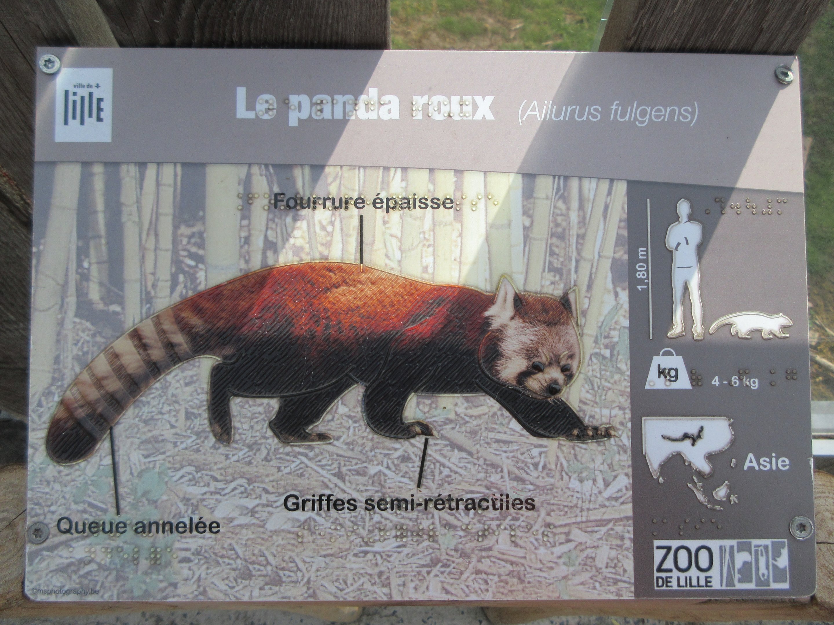 Red Panda Sign - in braille