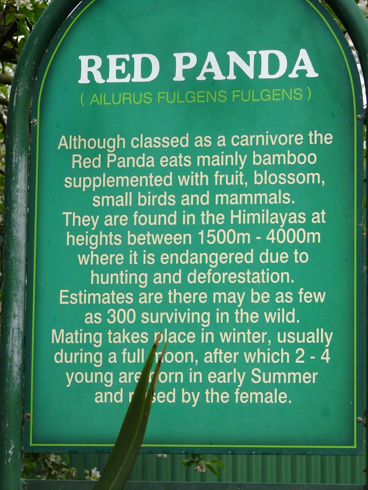 Red panda signage