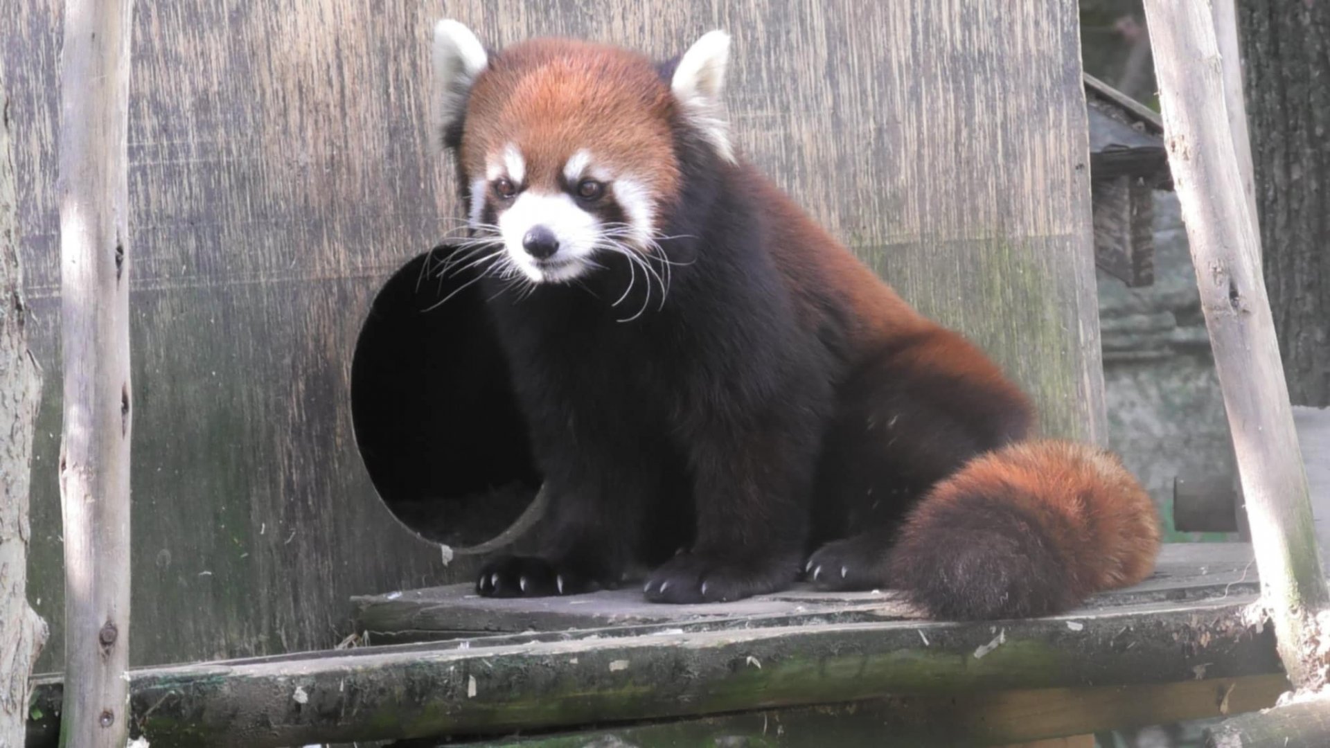 Red panda sits by a hut