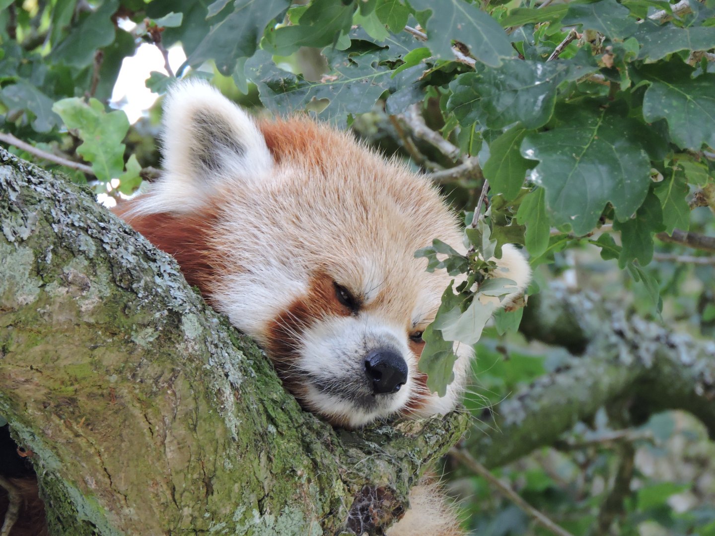 Red Panda Sleeping