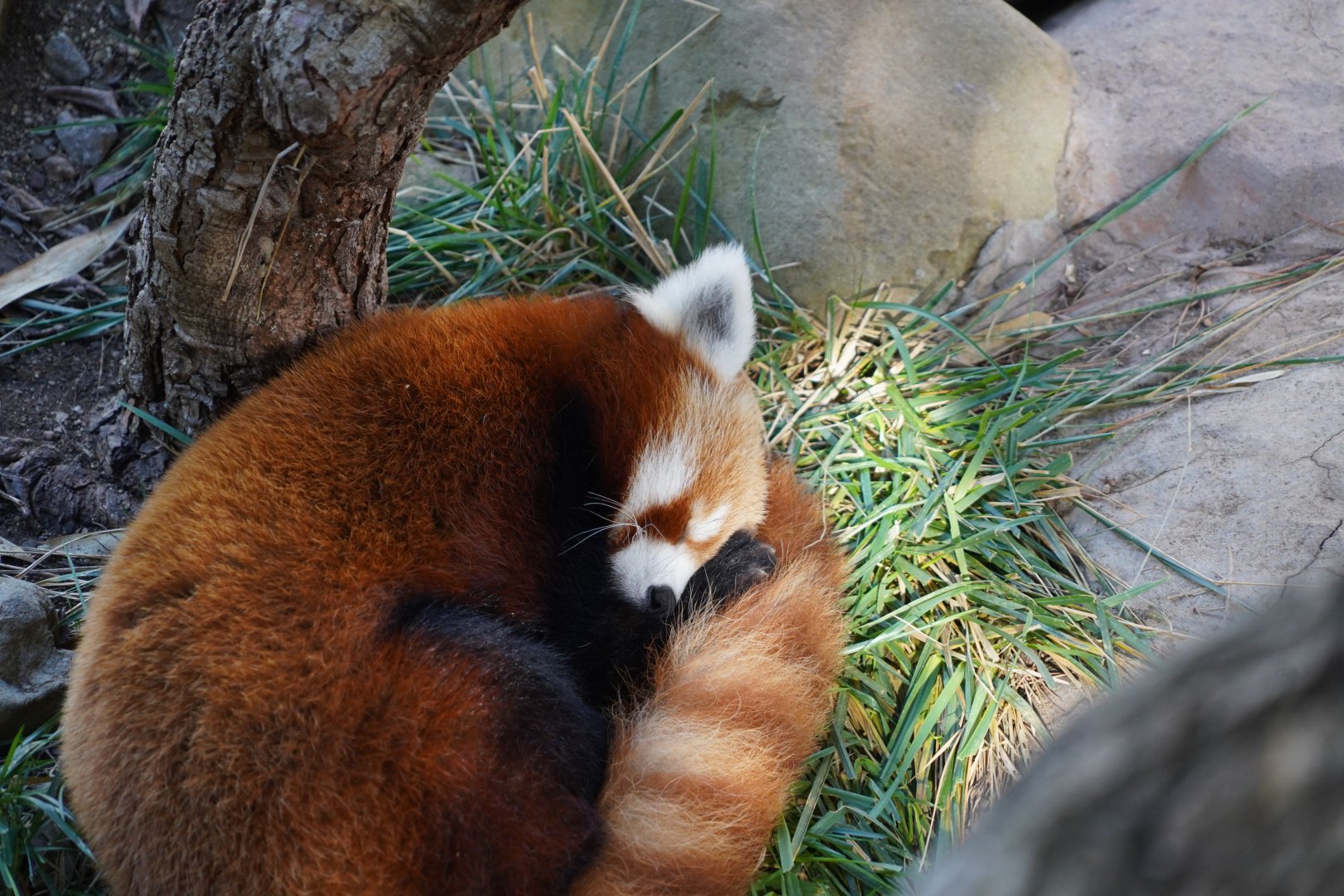 Red panda sleeping