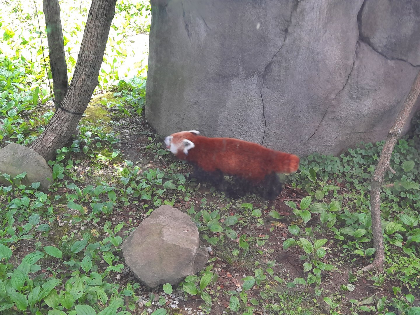 Red Panda - Sundara