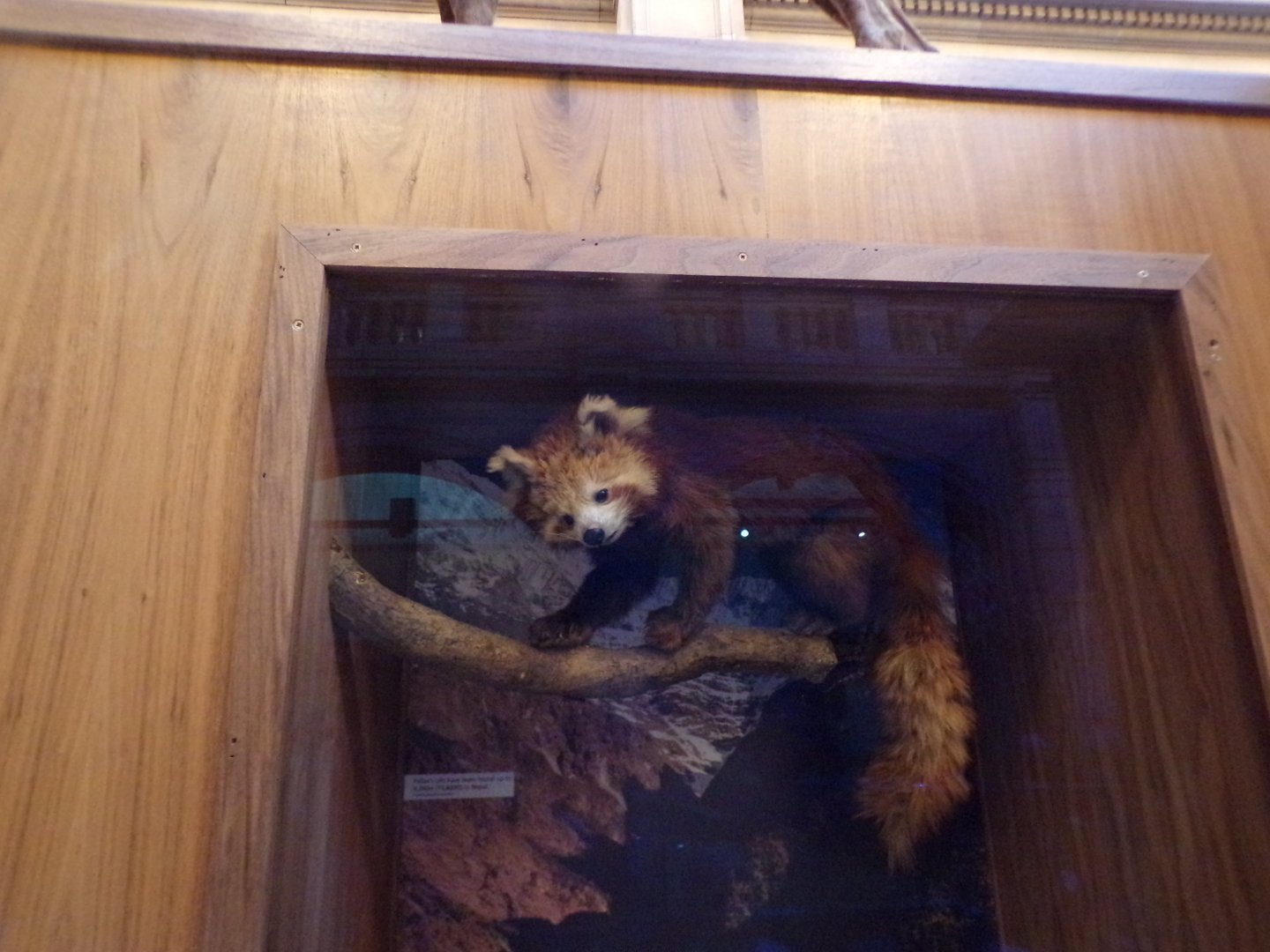 Red panda (taken at Kelvingrove museum) 12.2.24