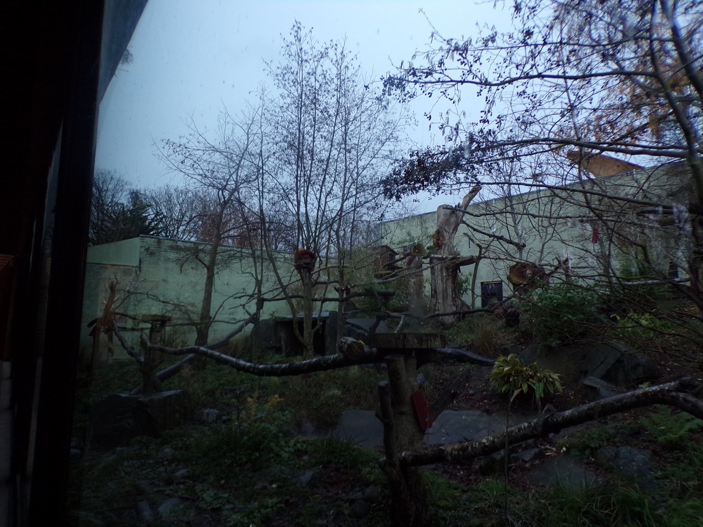 Red panda temporary enclosure (3)