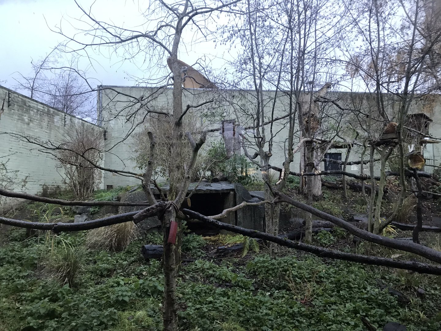 Red panda temporary enclosure