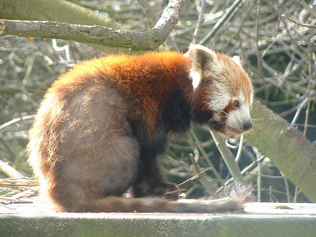 Red Panda - Thrigby 2008