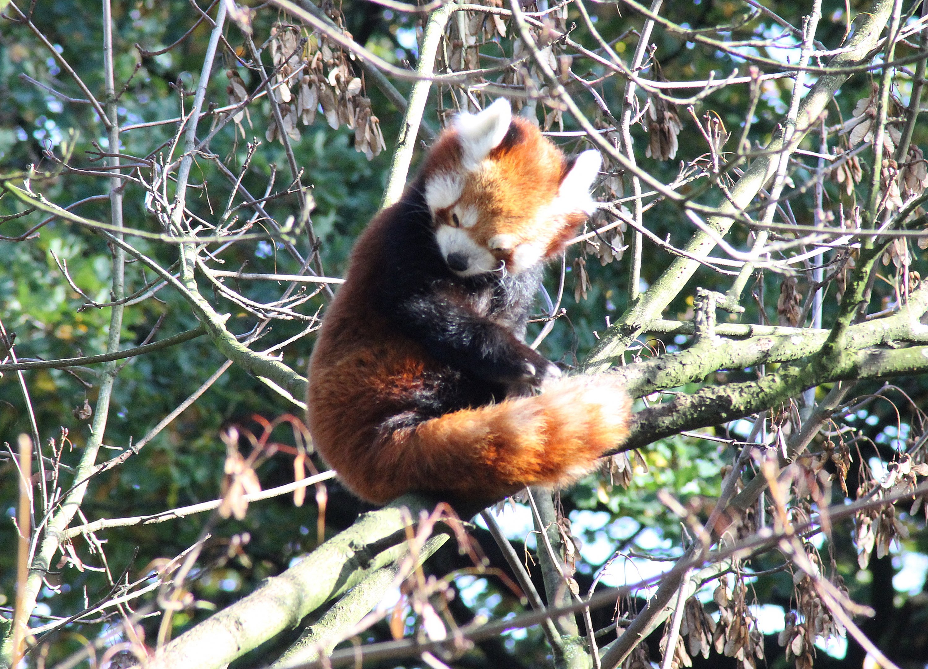 Red panda - Tierpark Hagenbeck