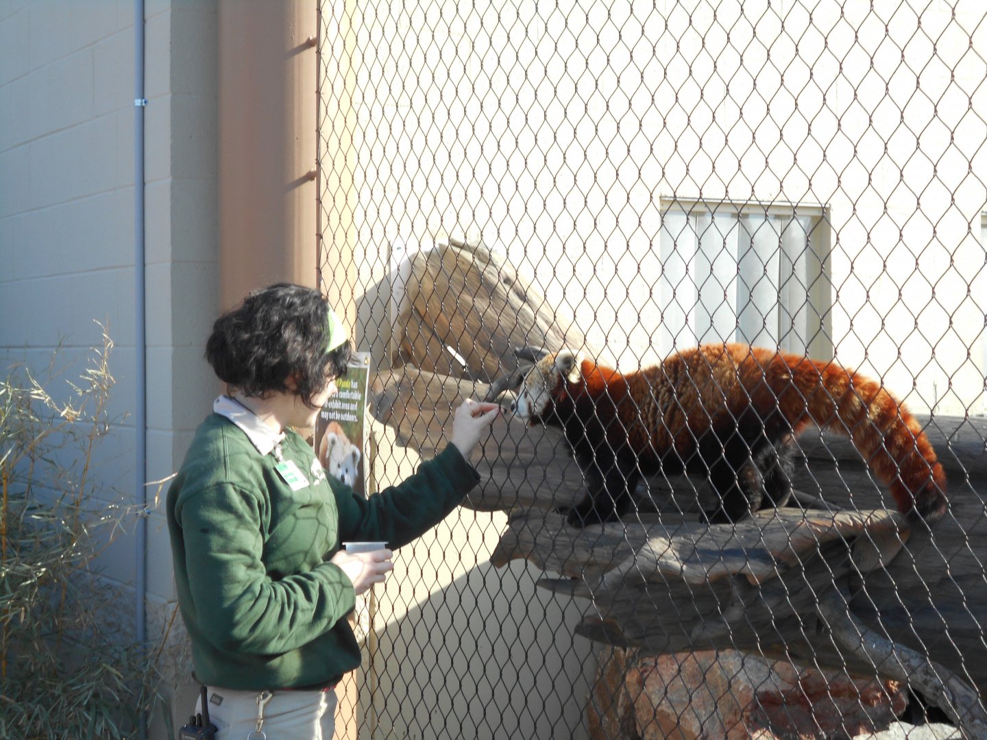 Red Panda Training Session