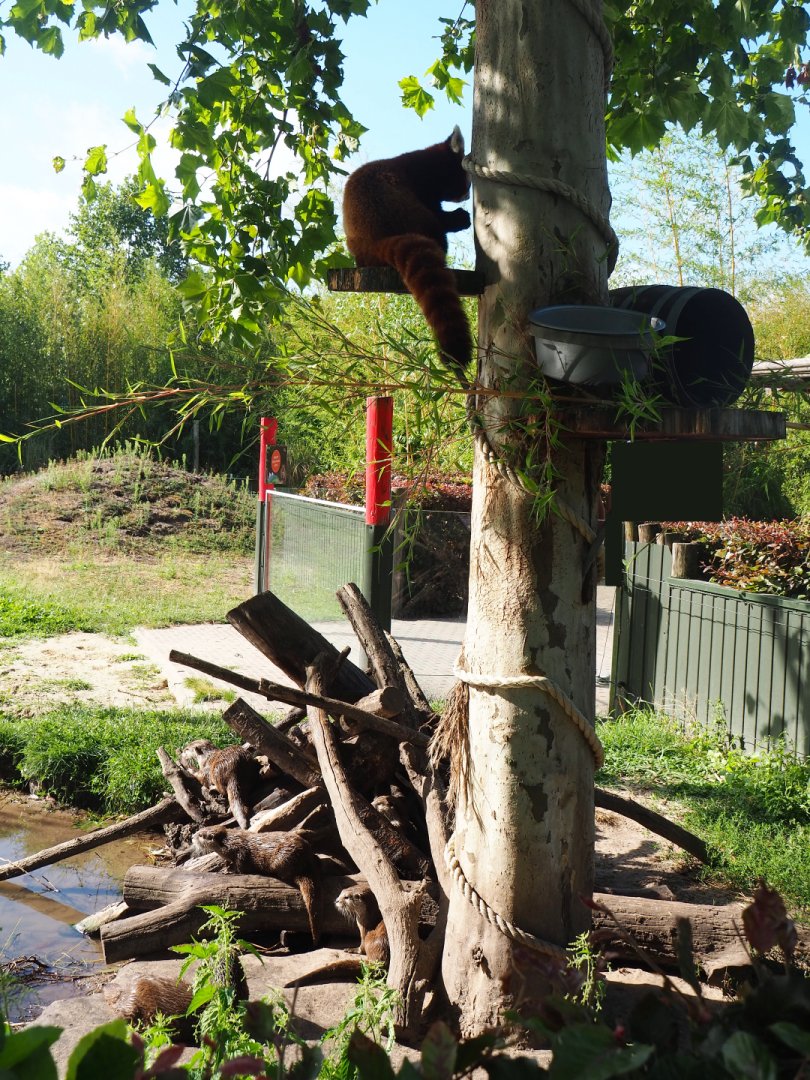 Red panda tree and Asian small-clawed otter logs, 2019-06-01