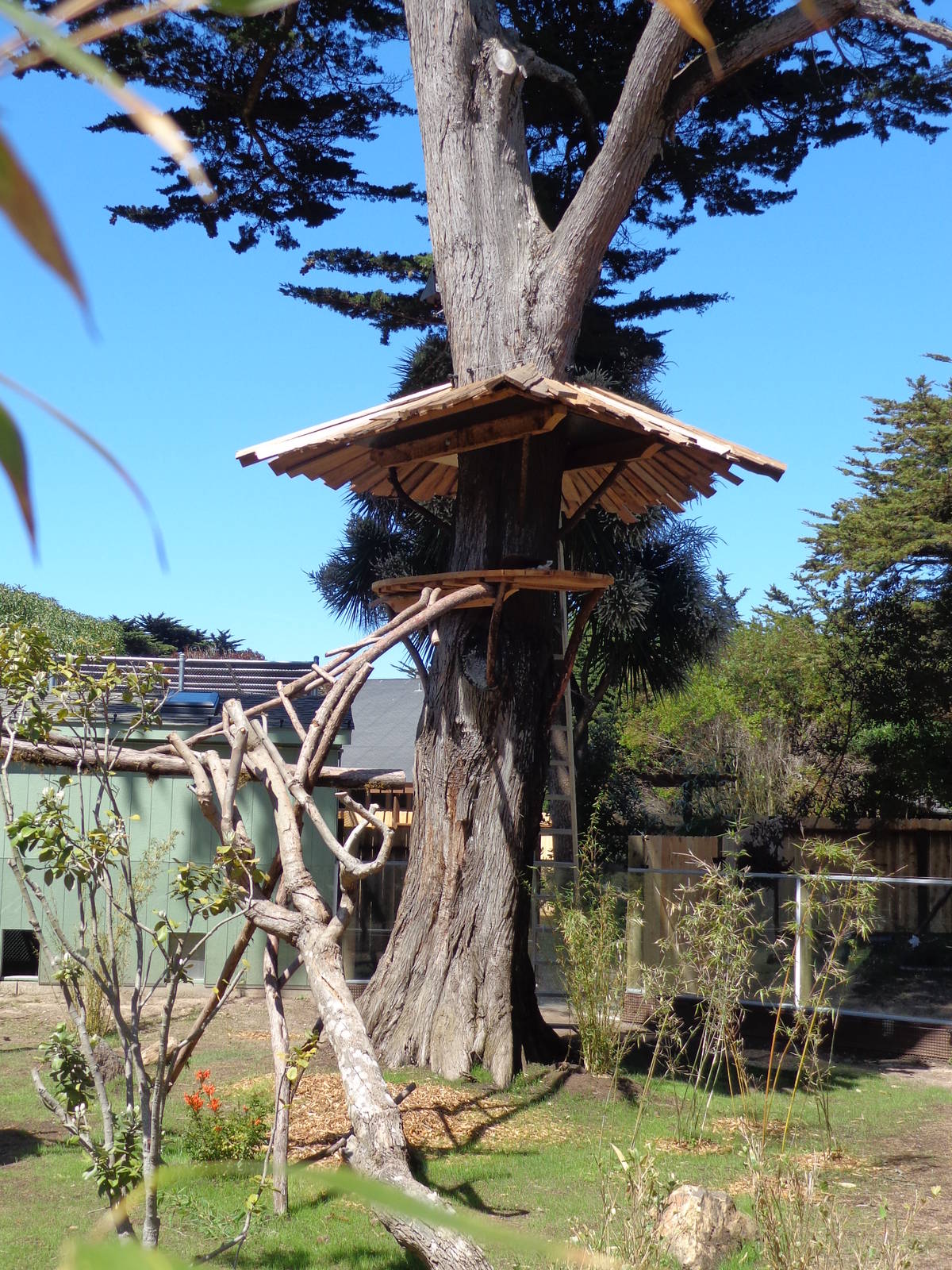 Red Panda Treehouse #1