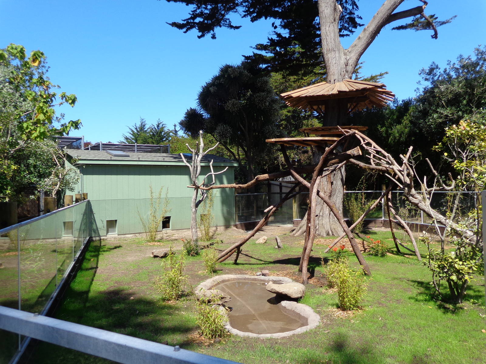 Red Panda Treehouse #2