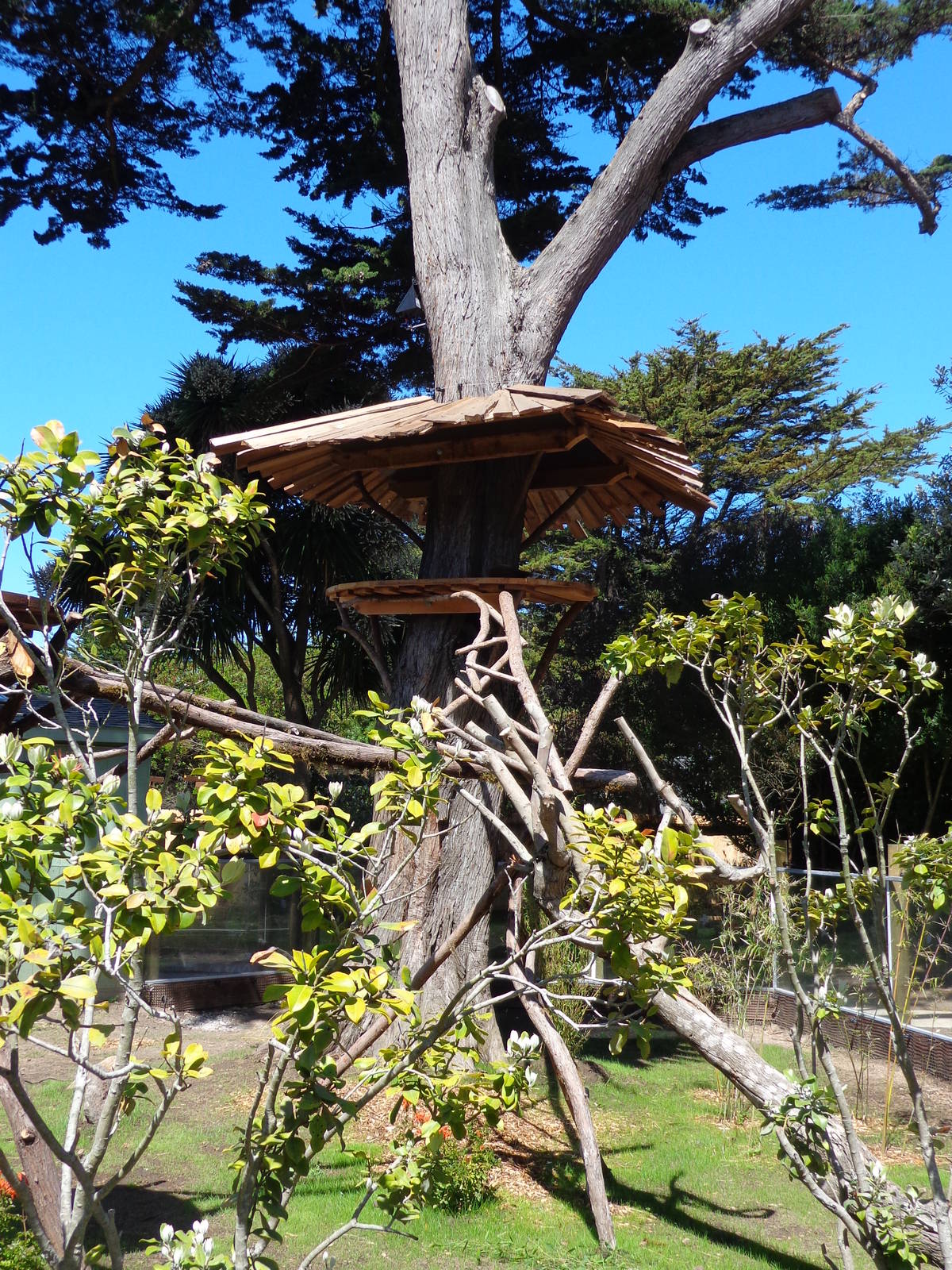 Red Panda Treehouse #3