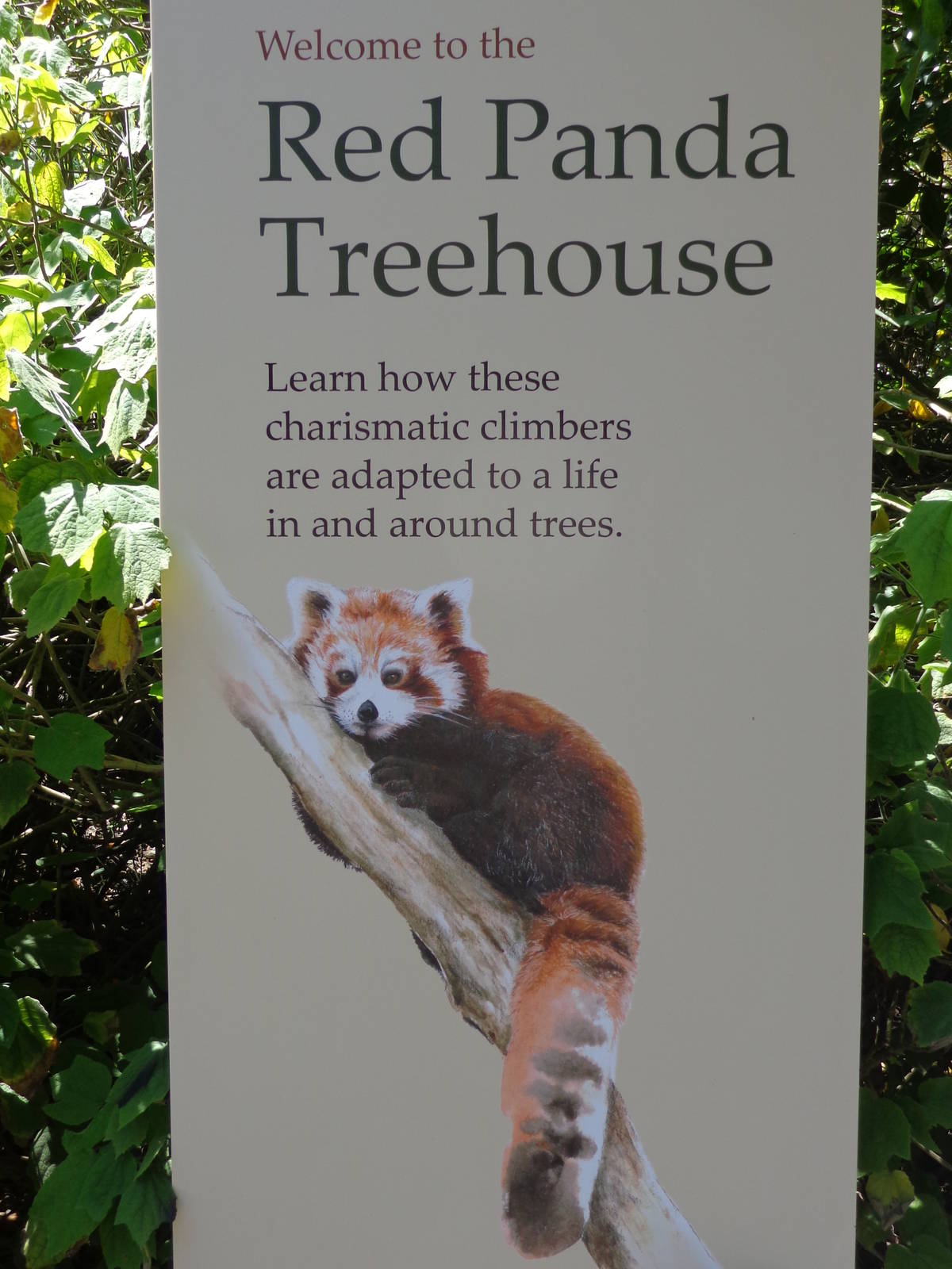 Red Panda Treehouse Sign