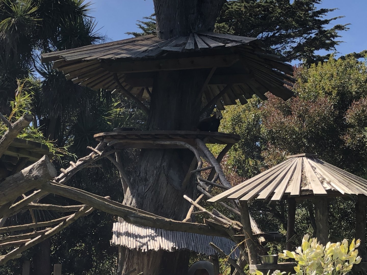 Red Panda Treehouse