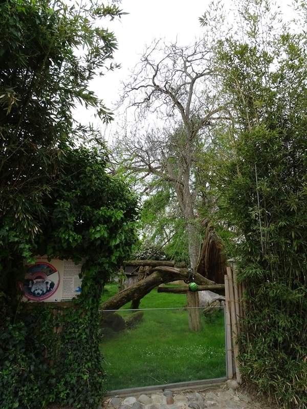 Red panda / tufted deer / Hermann's tortoise enclosure