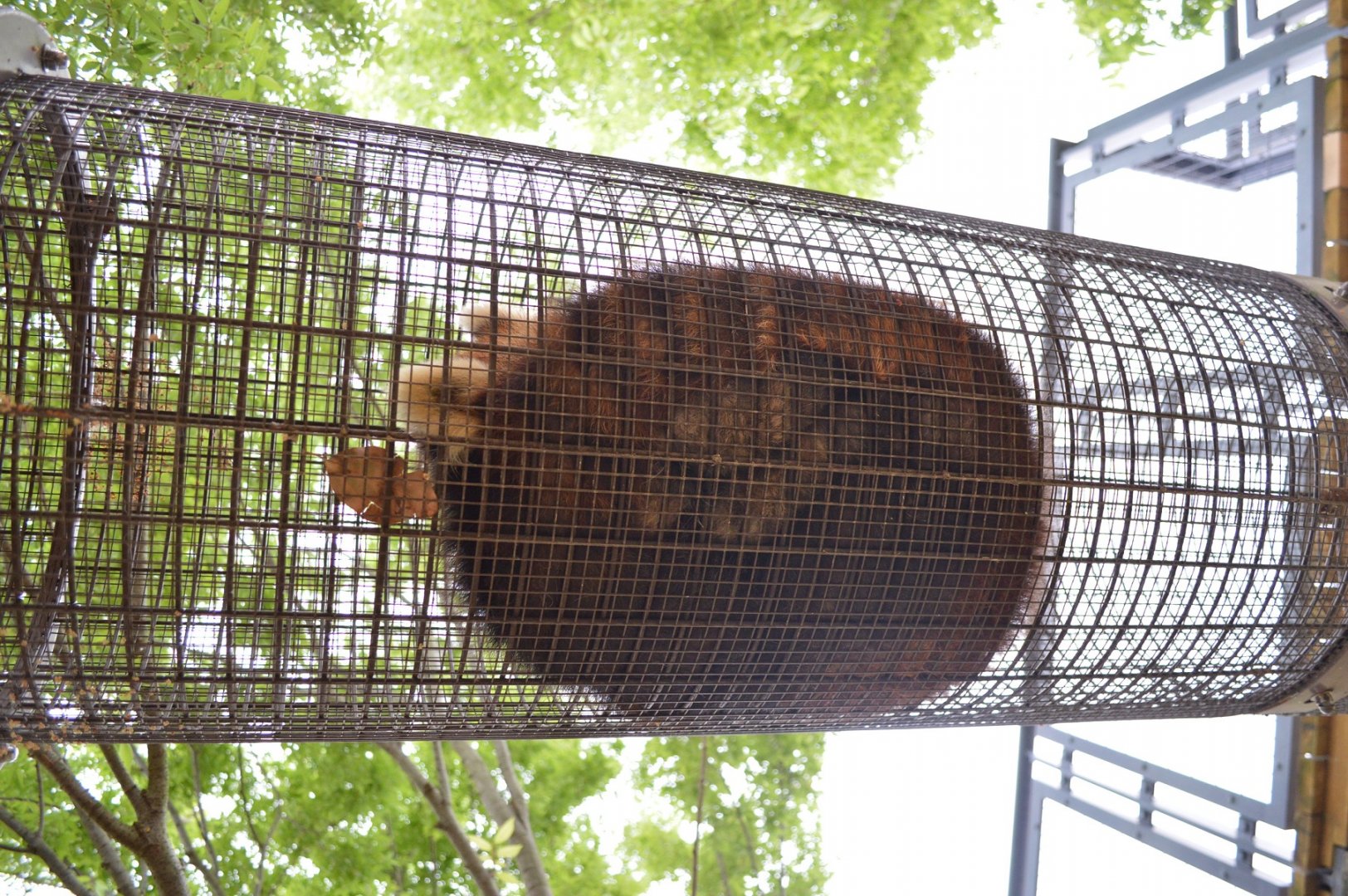 Red Panda Tunnel