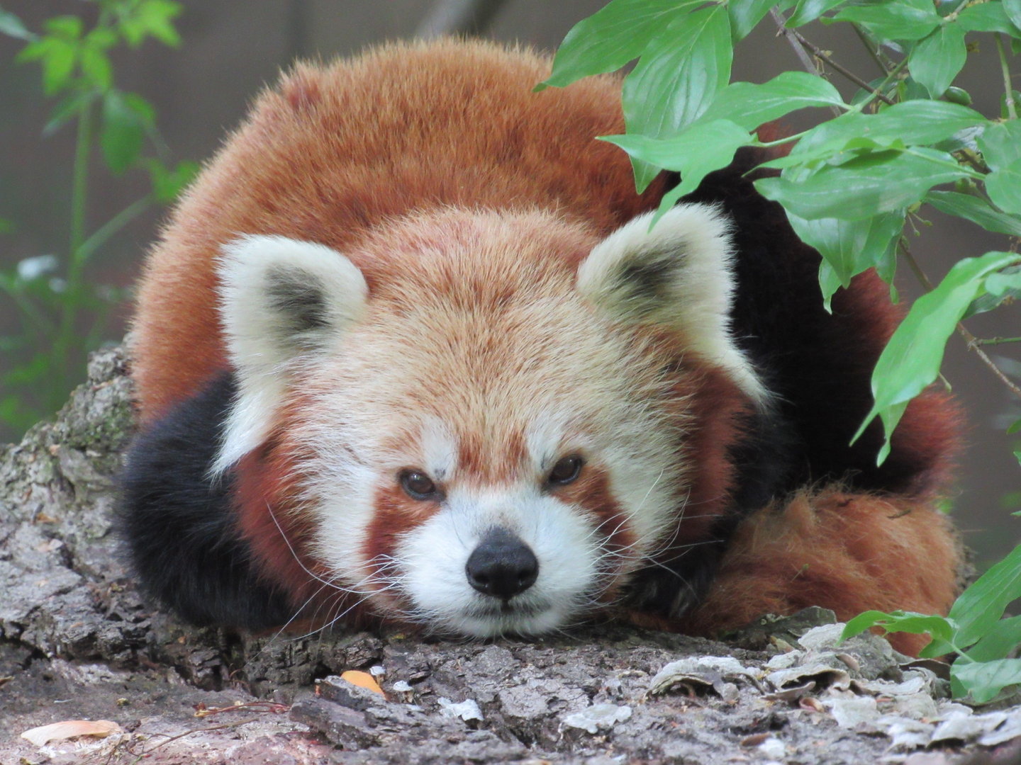 Red Panda Tushar - 5/22/23