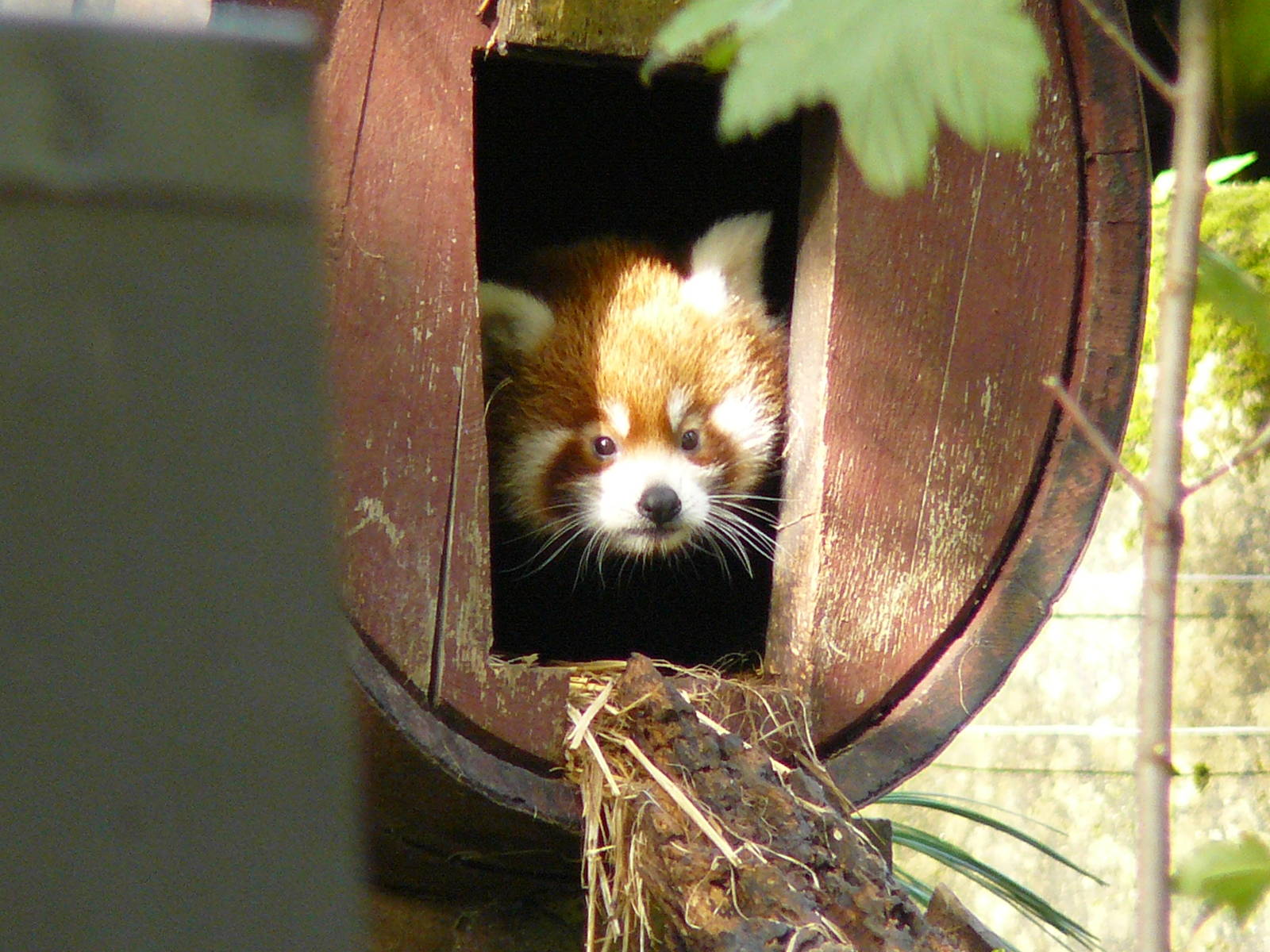 RED PANDA TWIN
