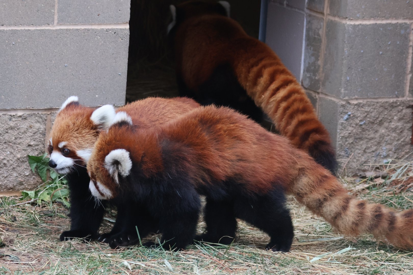 Red Panda twins