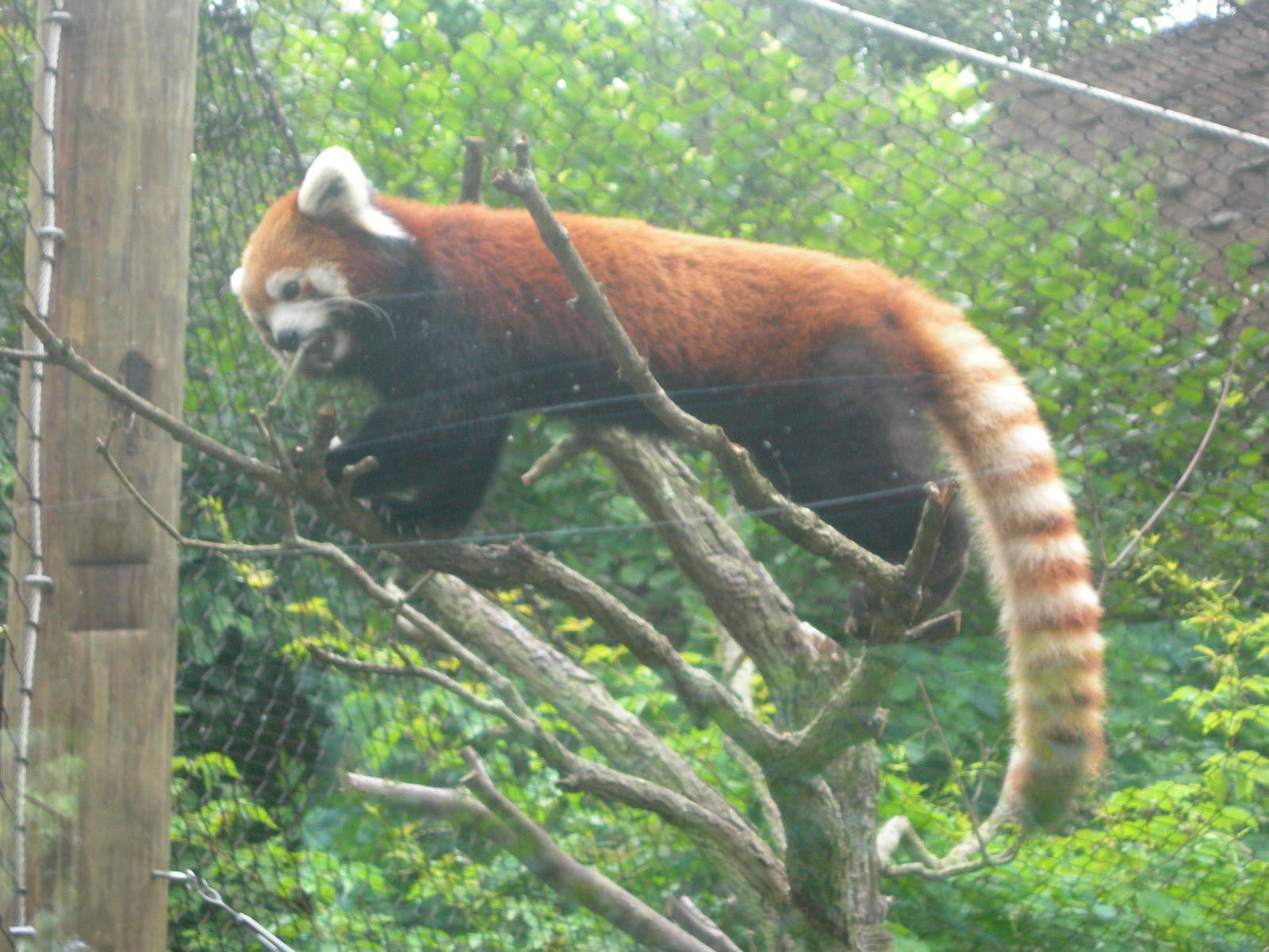 Red Panda up in a tree