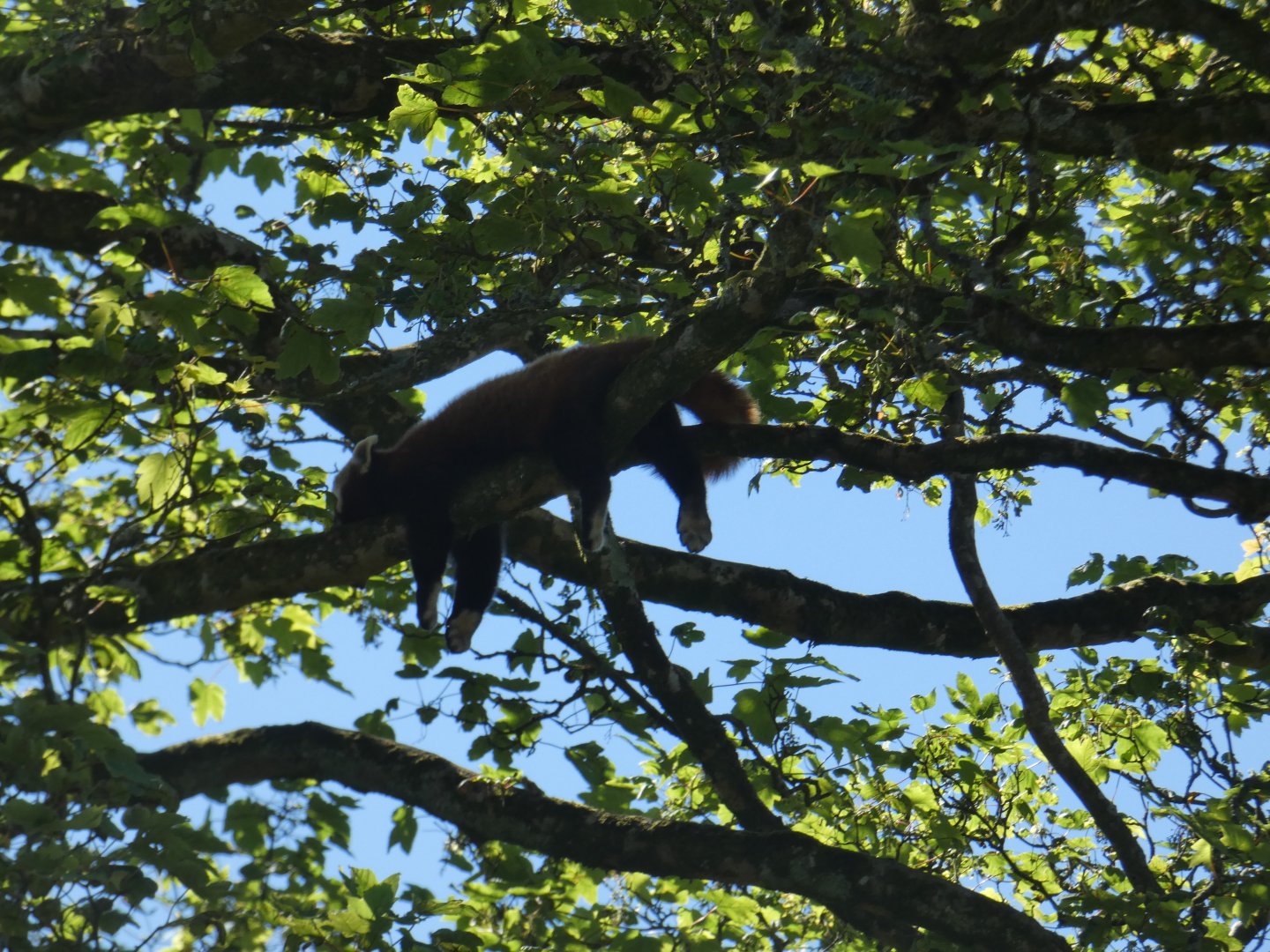 Red panda up tree
