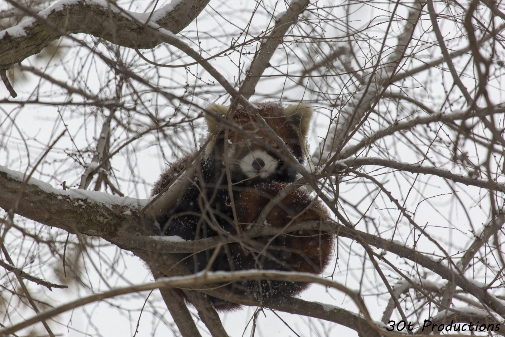 Red Panda very high up in tree