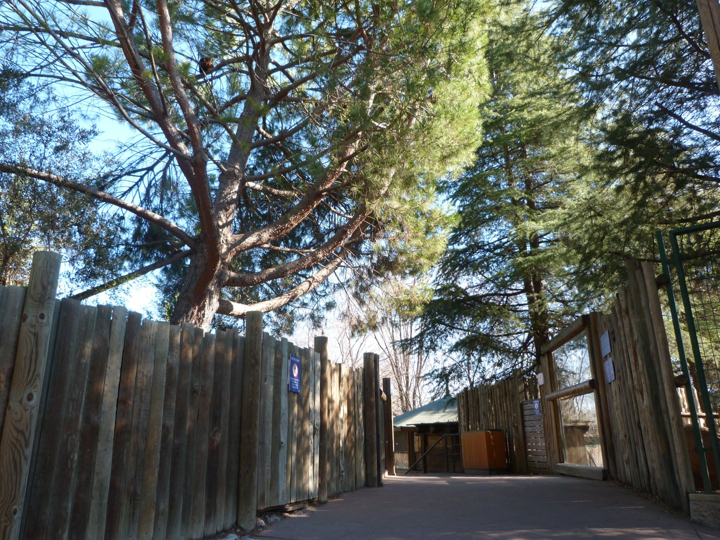 Red panda viewing area -Faunia (2025)