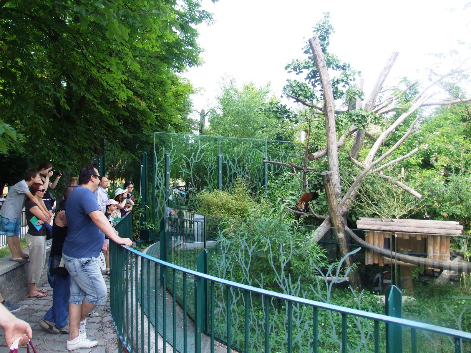 Red Panda Viewing at Vienna, 16/06/13