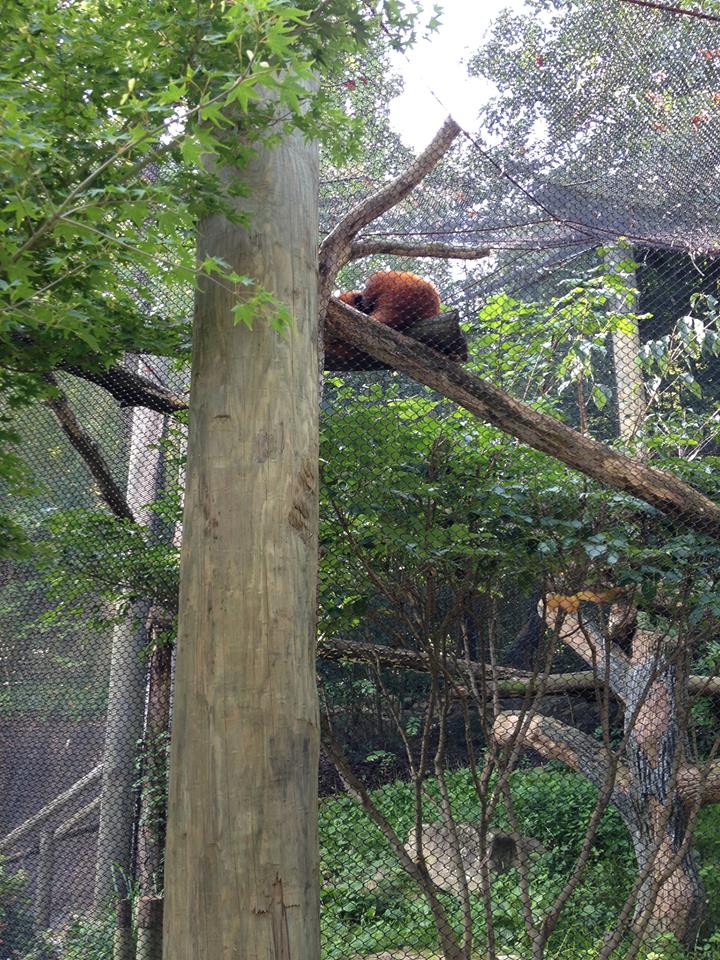 Red Panda Village