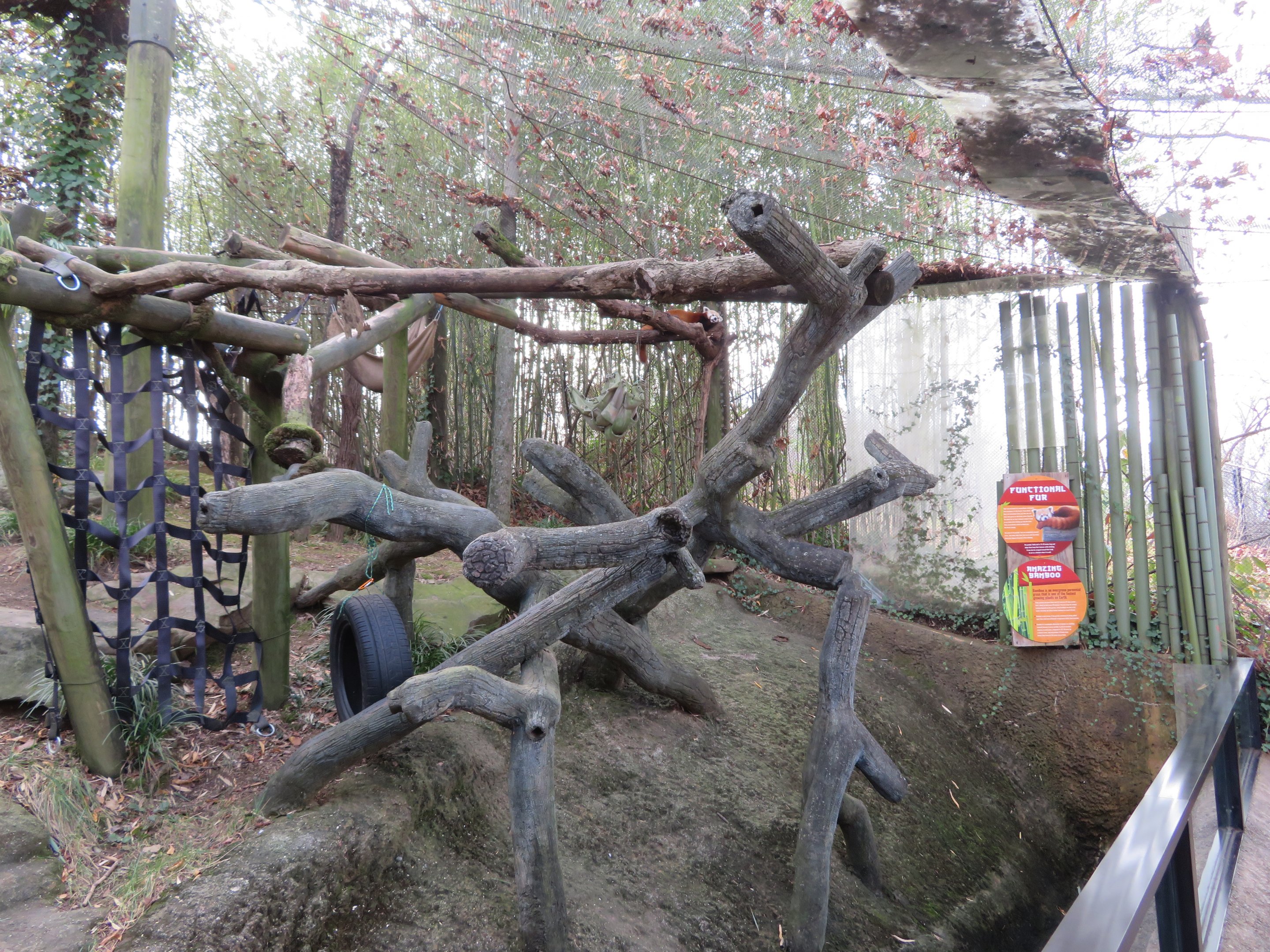 Red Panda Walk-in Exhibit